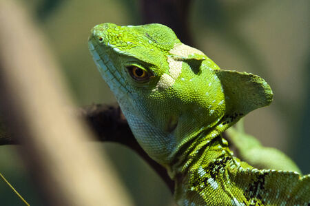 A closeup of the head of a plumed basilisk  also called a green basilisk, double crested basilisk,...