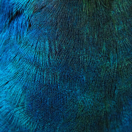 A closeup of the blue feathers of a bird (peacock)の写真素材