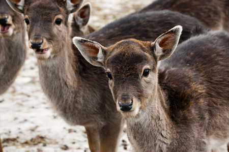 A group of young fallow deers. (Dama dama)の写真素材