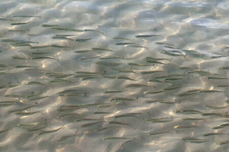 A school of fish in the shallow waterの写真素材