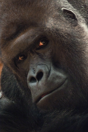 A closeup of the head of a gorillaの写真素材