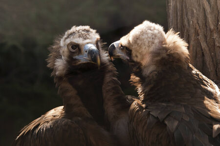 A closeup of the heads of two vulturesの写真素材