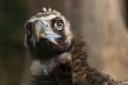 A closeup of the head of a vultureの写真素材
