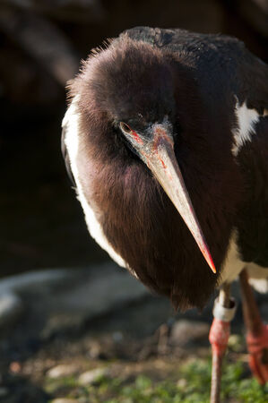 The Abdim birdの写真素材