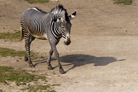 A shot of a zebra and its shadowの写真素材