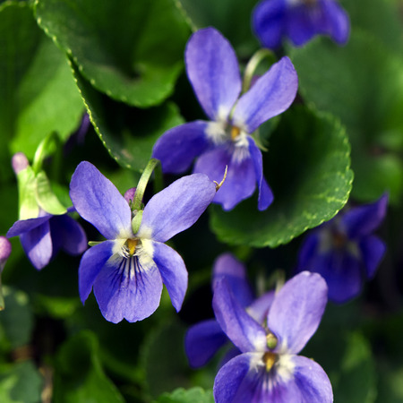 A blooming viola on a sunny day in spring