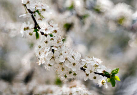 White flowers of tree in spring. Sunny dayの写真素材