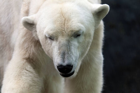 A closeup of the head of a polar bearの写真素材