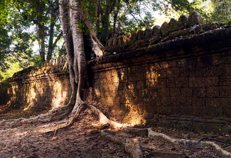 An old wall and a tree. Cambodiaの写真素材
