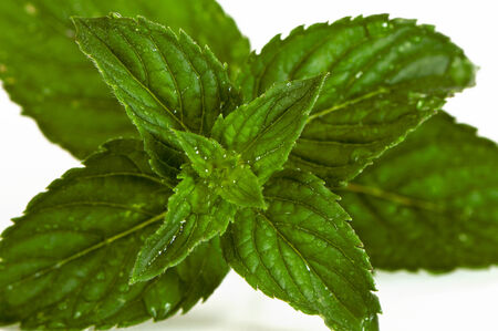 A closeup of a sprig of a mentha (also known as mint)