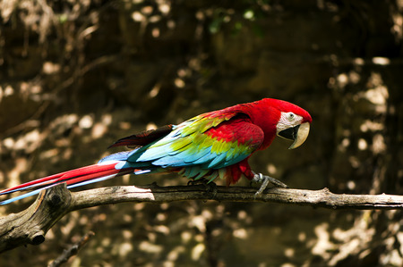 The green-winged macaw, also known as the red-and-green macaw
