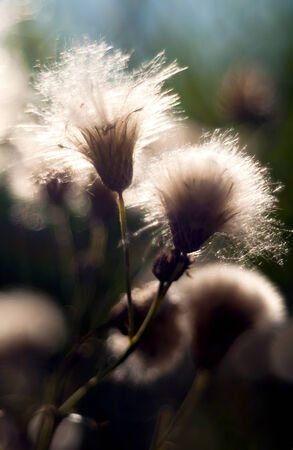 A closeup of a thistle in the sunny morningの写真素材