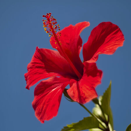A closeup of a flower of a red hibiscusの写真素材