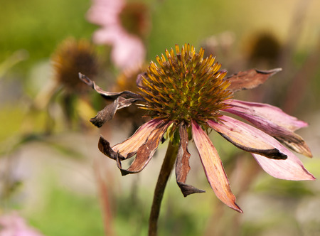 A closeup of a flower of a coneflower. (Echinacea)の写真素材