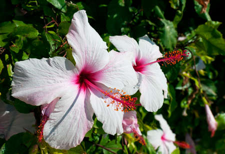 A closeup of two flowers of a white hibiscusの写真素材