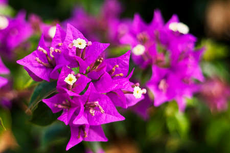 A closeup of Bougainvillea flowers growing in a Mediterranean garden