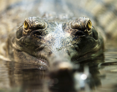 A closeup of gharial eyes (called also gavial and fish-eating crocodile)の写真素材