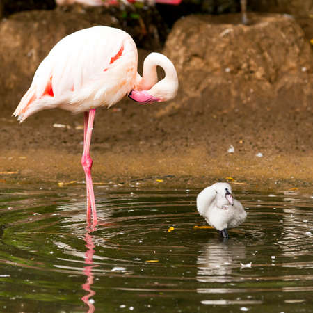 An adult and a young flamingo in the waterの写真素材
