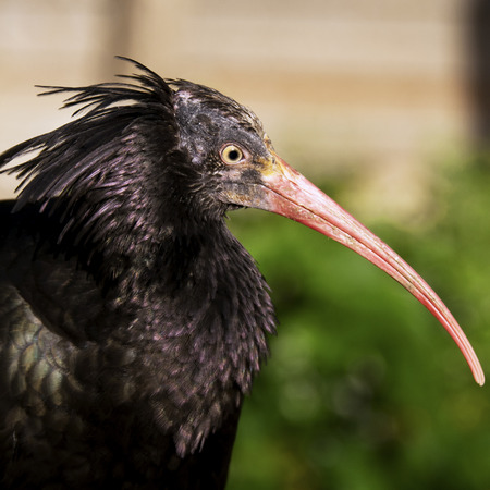 The northern bald ibis, hermit ibis, or waldrappの写真素材