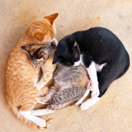 Three sleeping kittens, red-haired, white-black and tabbyの写真素材