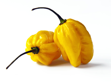Two yellow habanero chilies on the white background.の写真素材