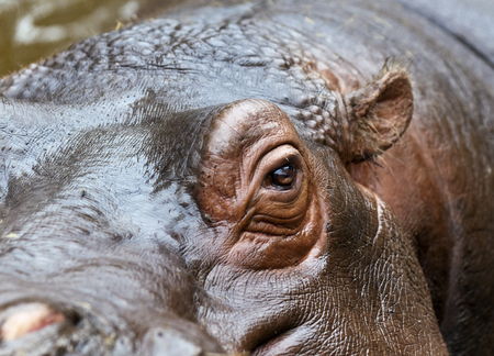 A closeup of an eye of a hippo