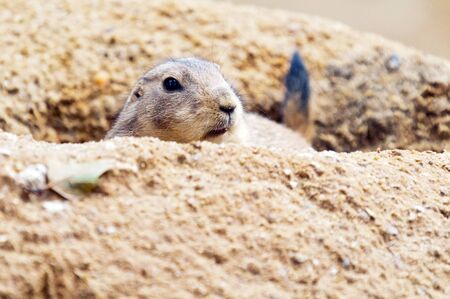 The head of a black-tailed prairie dog.