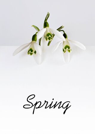 Three snowdrops on the pale grey backgroundの写真素材