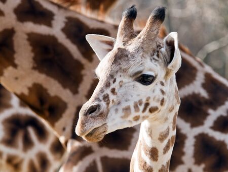 A closeup of the head of a young giraffeの写真素材