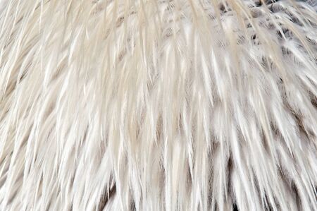 A closeup of the bird feathers (the background)の写真素材