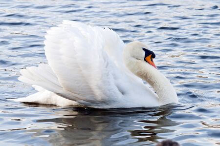A graceful white swan in the water
