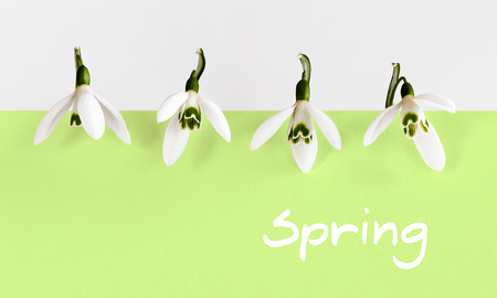Four snowdrops on the green background (spring)の写真素材