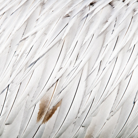 A closeup of  bird feathers (the background)の写真素材