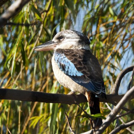 A blue-winged kookaburra sitting on a branchの写真素材