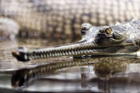 A closeup of the head of a gharial (also known as the gavial, and the fish-eating crocodile)の写真素材