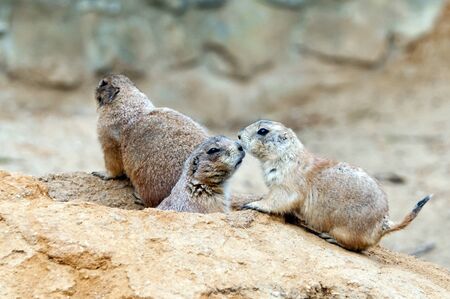 Two kissing black-tailed prairie dogs at a burrow entranceの写真素材