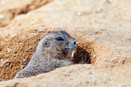 A closeup of the head of a black-tailed prairie dogの写真素材