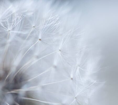 A closeup of a dandelion (abstract backdrop)の写真素材