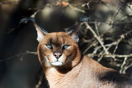 A closeup of the head of a caracalの写真素材