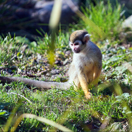 A common squirrel monkey sitting on grass