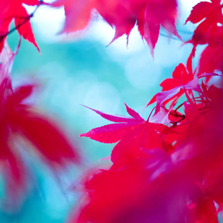 A closeup of red autumn leaves on a sunny day (abstract background)の写真素材