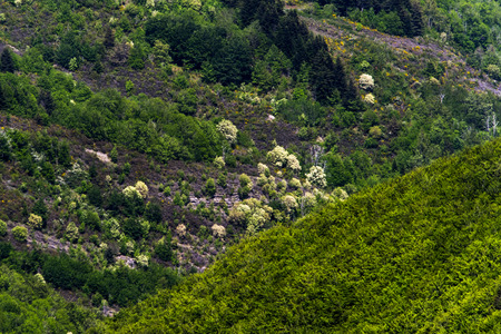 The hilly landscape with spring forest. Tuscany, Italyの写真素材