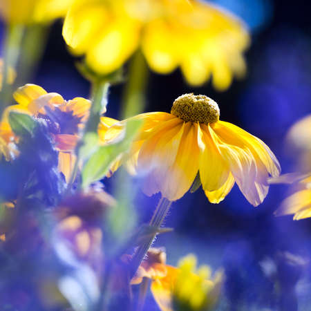Yellow autumn flower on a sunny evening (abstract background)の写真素材