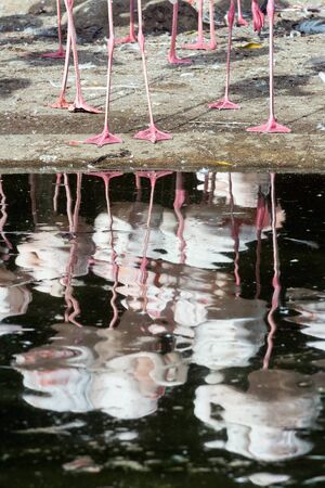 Group of flamingos and their reflection in the water.