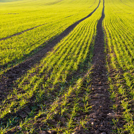 Autumn field on a sunny day. Winter-crop (background)の写真素材
