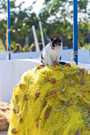 A cat sitting on a pile of fishing netsの写真素材