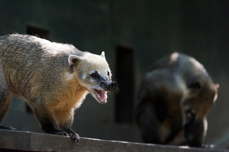 The South American coati, or ring-tailed coatiの写真素材
