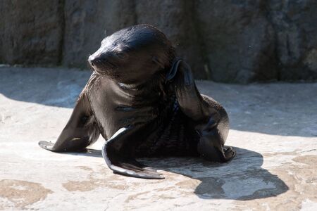 Young brown fur seal on a shoreの写真素材