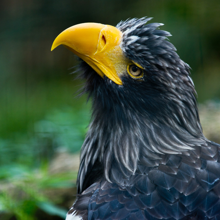A closeup of the head of a Steller's sea eagleの写真素材
