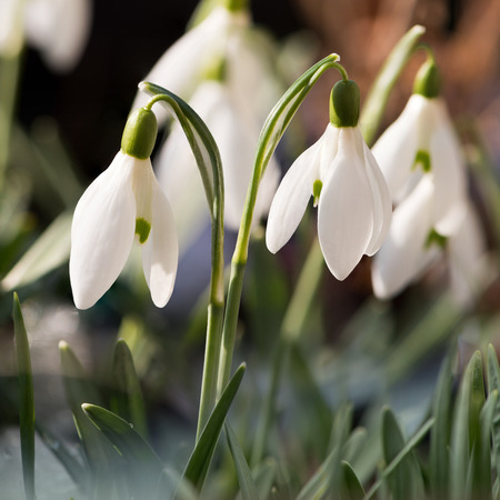 Two snowdrops blooming in a garden (Galanthus)の写真素材